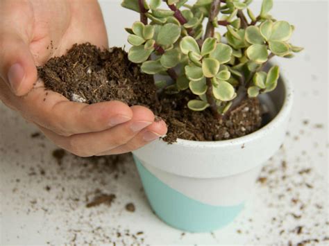 succulent cactus soil moisture level